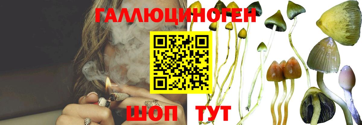 Псилоцибиновые грибы GOLDEN TEACHER  продажа наркотиков  Миасс  Вход с VPN  Галлюциногенные грибы Psilocybine cubensis 